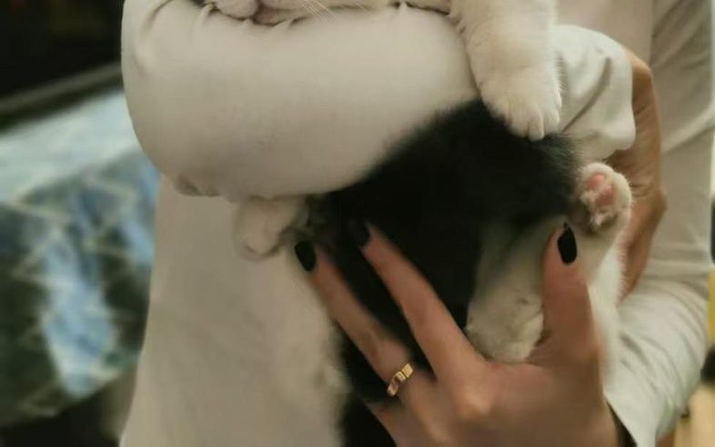 A small black and white kitten held carefully in someone's hands