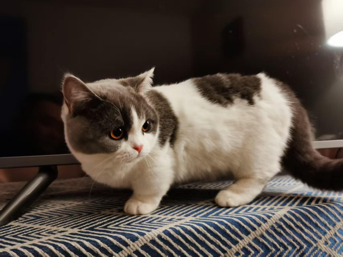 A grey and white tabby cat standing on a patterned rug, looking directly at the camera