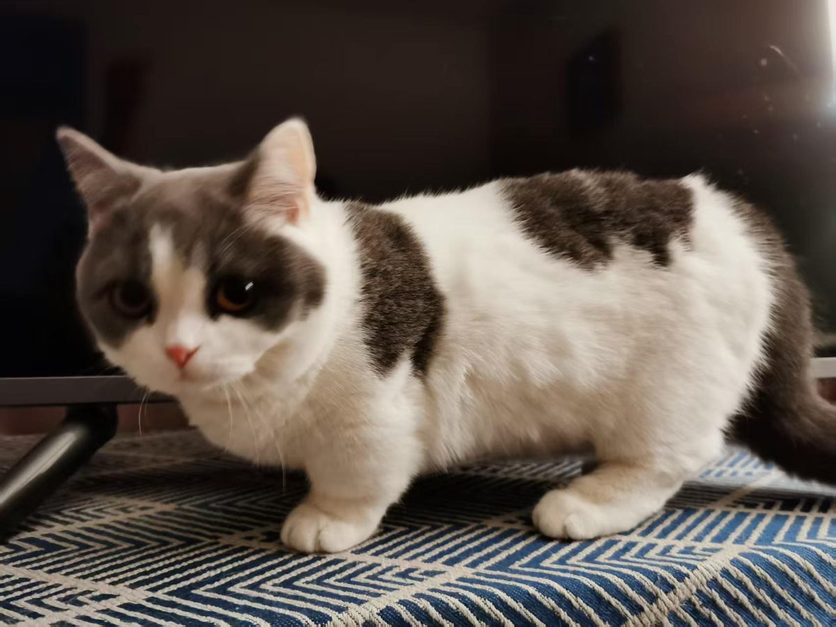 A grey and white tabby cat standing on a striped rug