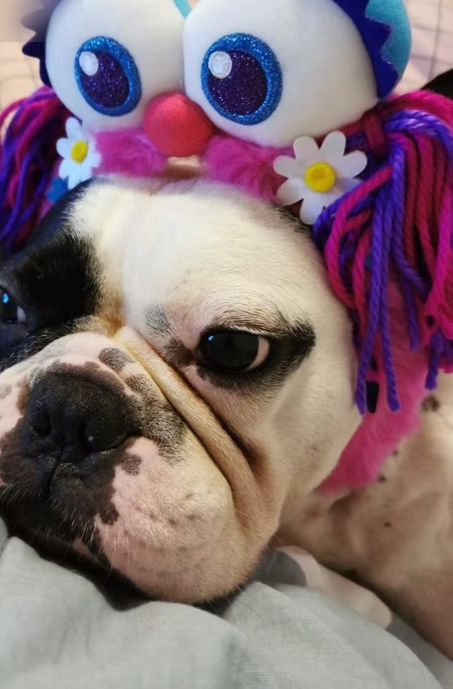 A French bulldog wearing a colourful knitted hat with large cartoon eyes