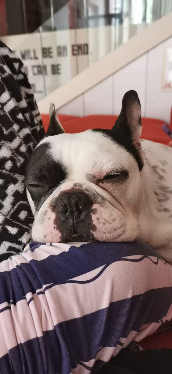 A French bulldog asleep with its head on a folded blanket