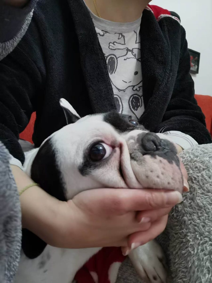 A black and white French bulldog being held in someone's arms