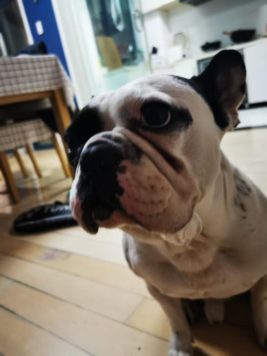 A black and white French bulldog standing on a tiled floor, looking up
