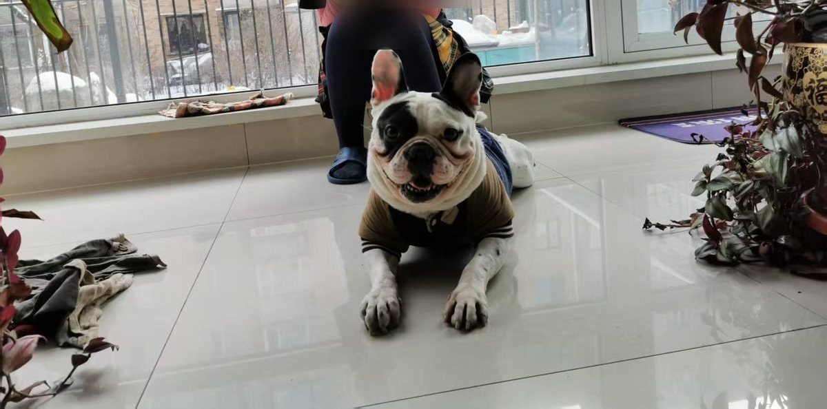 A French bulldog standing indoors near a large window overlooking buildings