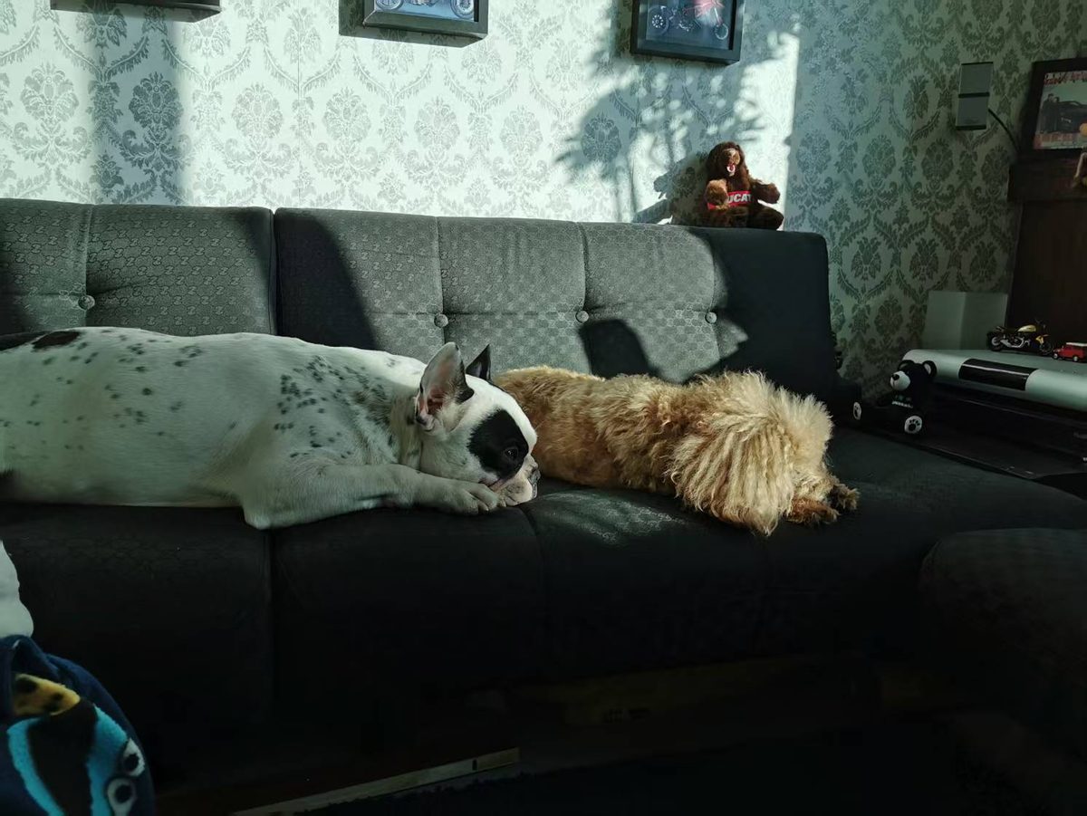 A French bulldog and a curly-haired dog lying together on a dark grey sofa in afternoon light