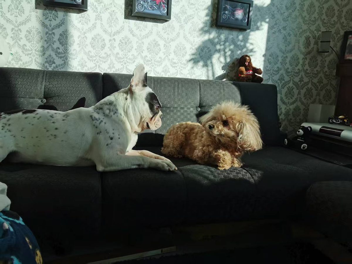 A black-and-white French bulldog and a small curly-haired dog resting together on a grey sofa