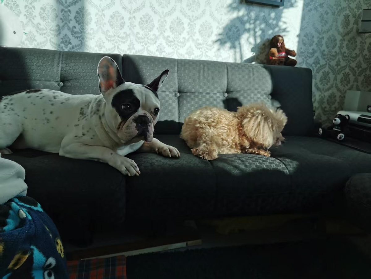 A French bulldog and a curly-haired dog on a sofa in sunlight falling from a window